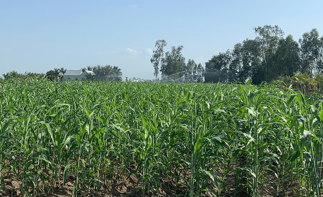 image:Developing Various Biomass Fuels