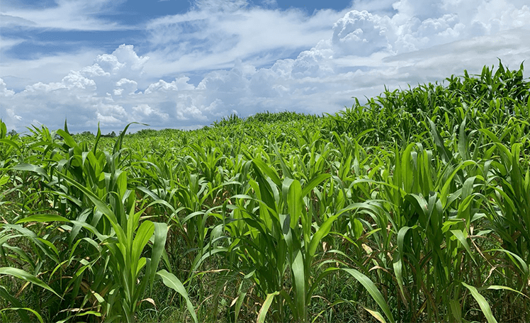 image:Efforts to Develop New Fuels